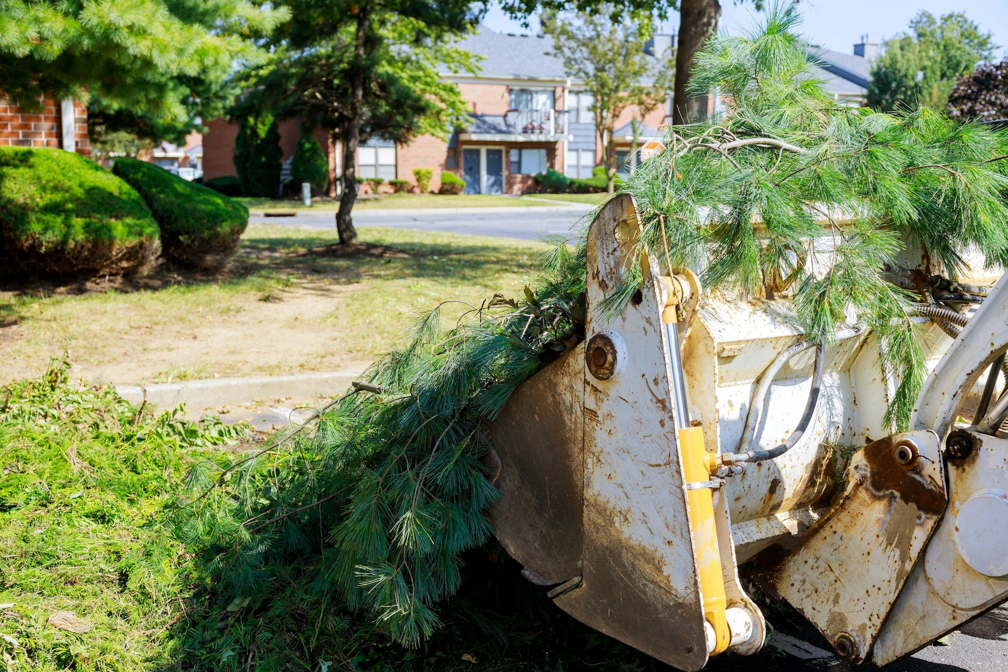 Branch removal in tractor bucket workers in the municipal tree branches